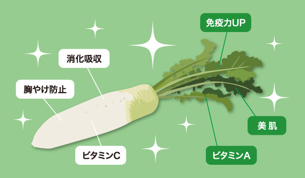 大根の能力紹介！免疫力アップ!消化吸収を促します！