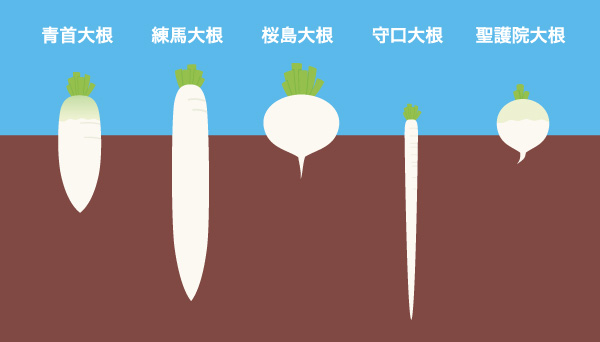 いろいろあります！ご当地大根