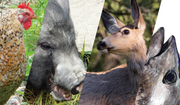 高坂鶏とアボカドポークと国産鹿肉と吉田本マグロ
