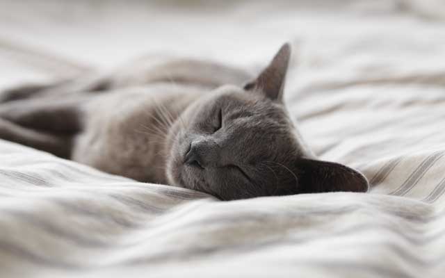 「快適で上質な睡眠」をとらなければならない理由とは?