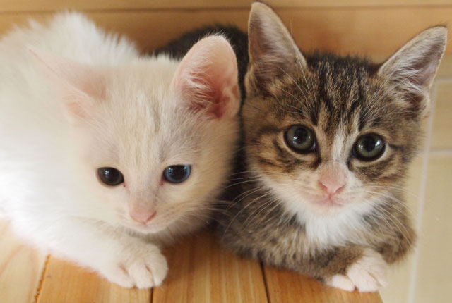 2月22日はニャンニャンニャンで猫の日