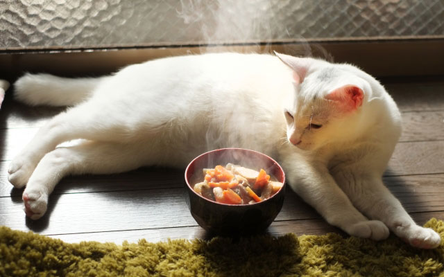 猫とグルメを組み合わせるお店は意外と多い