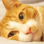 2月22日(猫の日)には猫×グルメ！猫をコンセプト&モチーフにしたお店をご紹介
