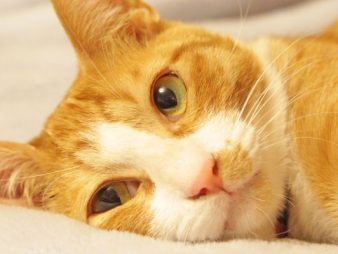 2月22日(猫の日)には猫×グルメ！猫をコンセプト&モチーフにしたお店をご紹介