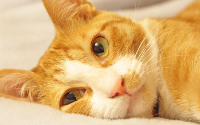2月22日(猫の日)には猫×グルメ！猫をコンセプト&モチーフにしたお店をご紹介