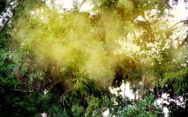 暖冬の影響か花粉が例年よりも少ない見込み