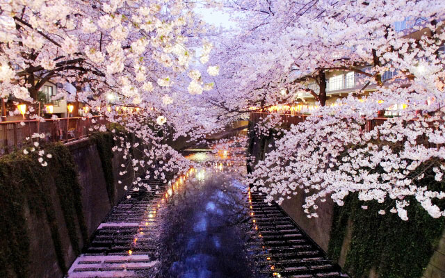 インドア花見でゆっくりと桜を楽しもう